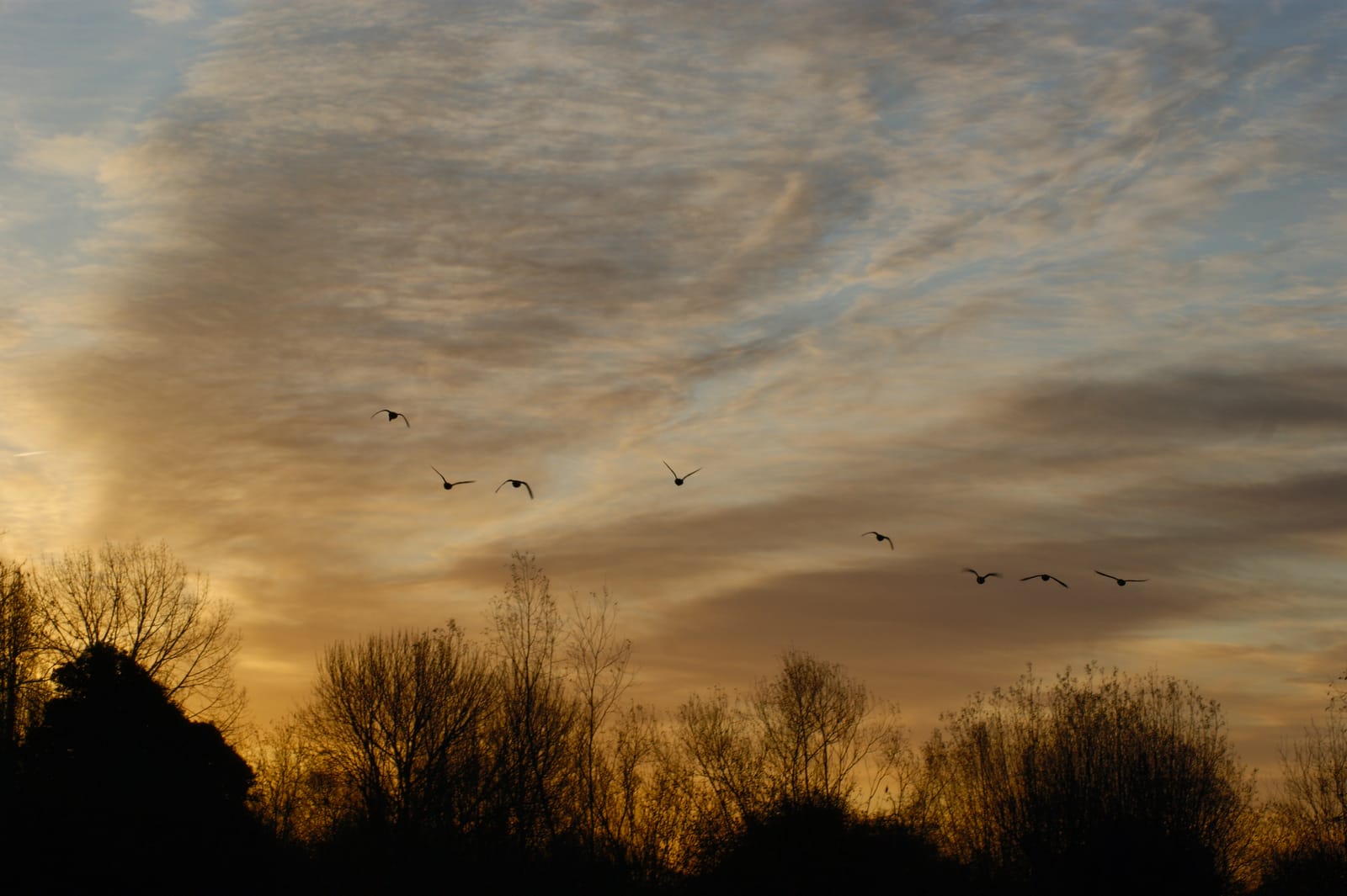 Stanborough Lakes 2011