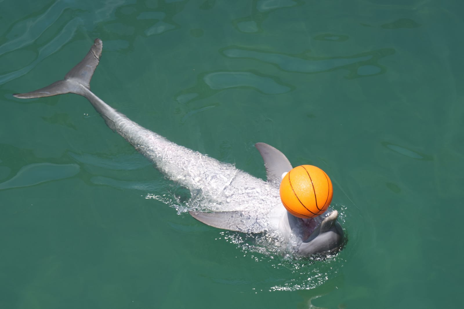 Costa Maya Port Dolphins