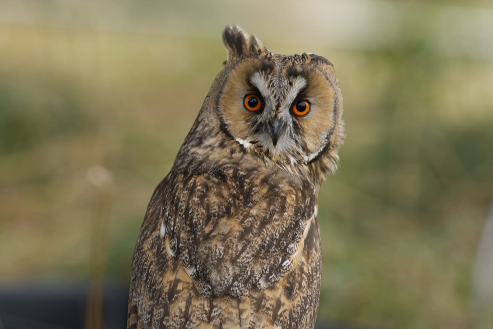 Bedfordshire Steam & Country Fayre: Birds of Prey