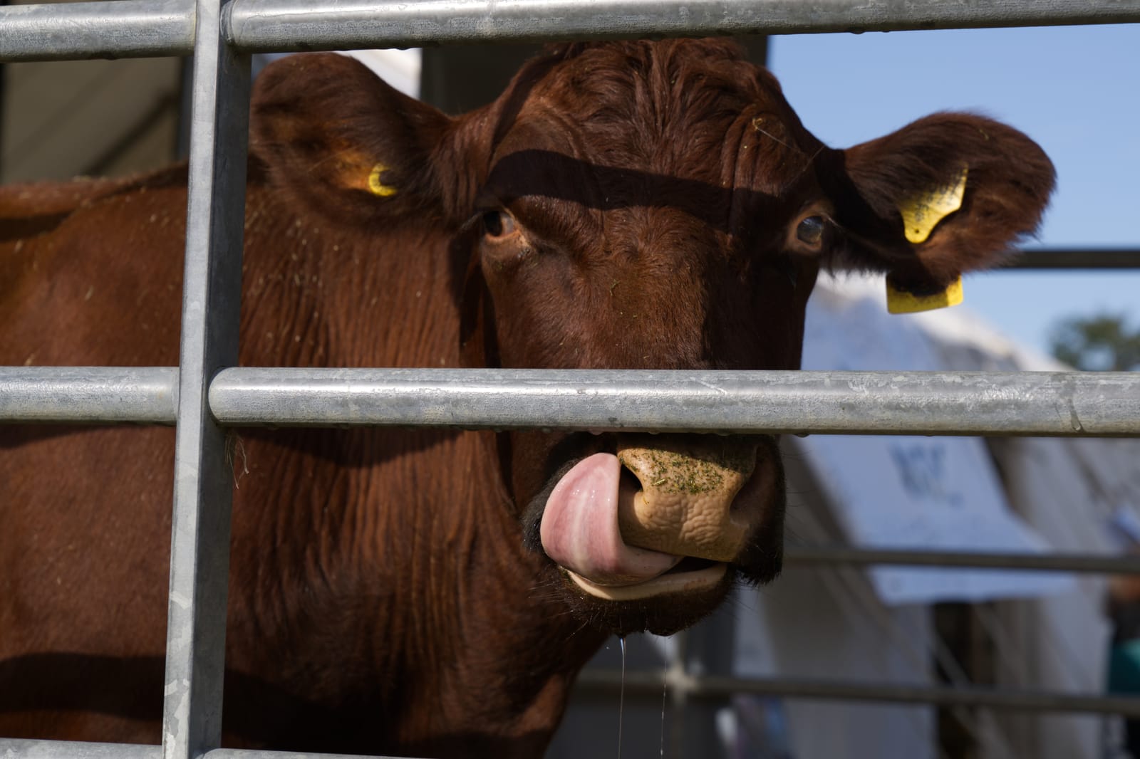 Bedfordshire Steam & Country Fayre: Animals