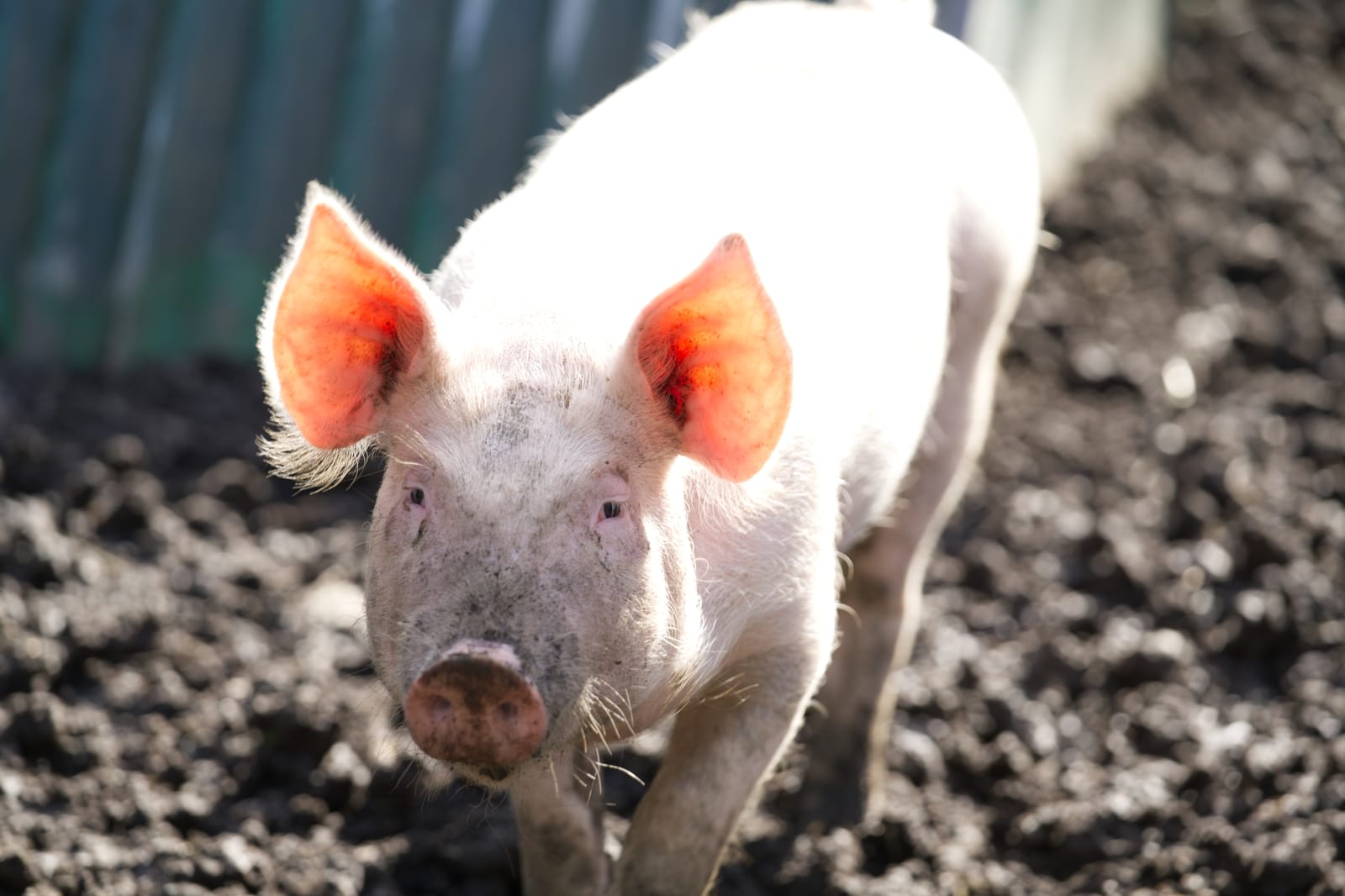 Mudchute Farm