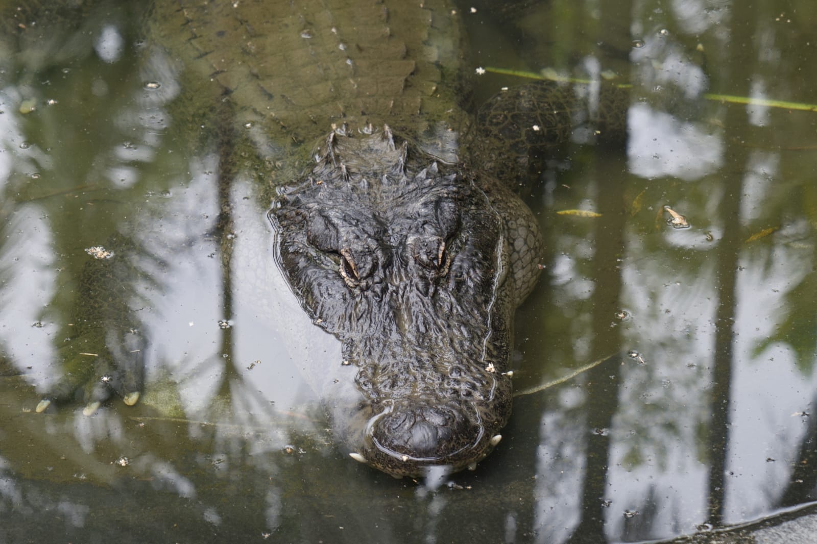Australia Zoo, Brisbane