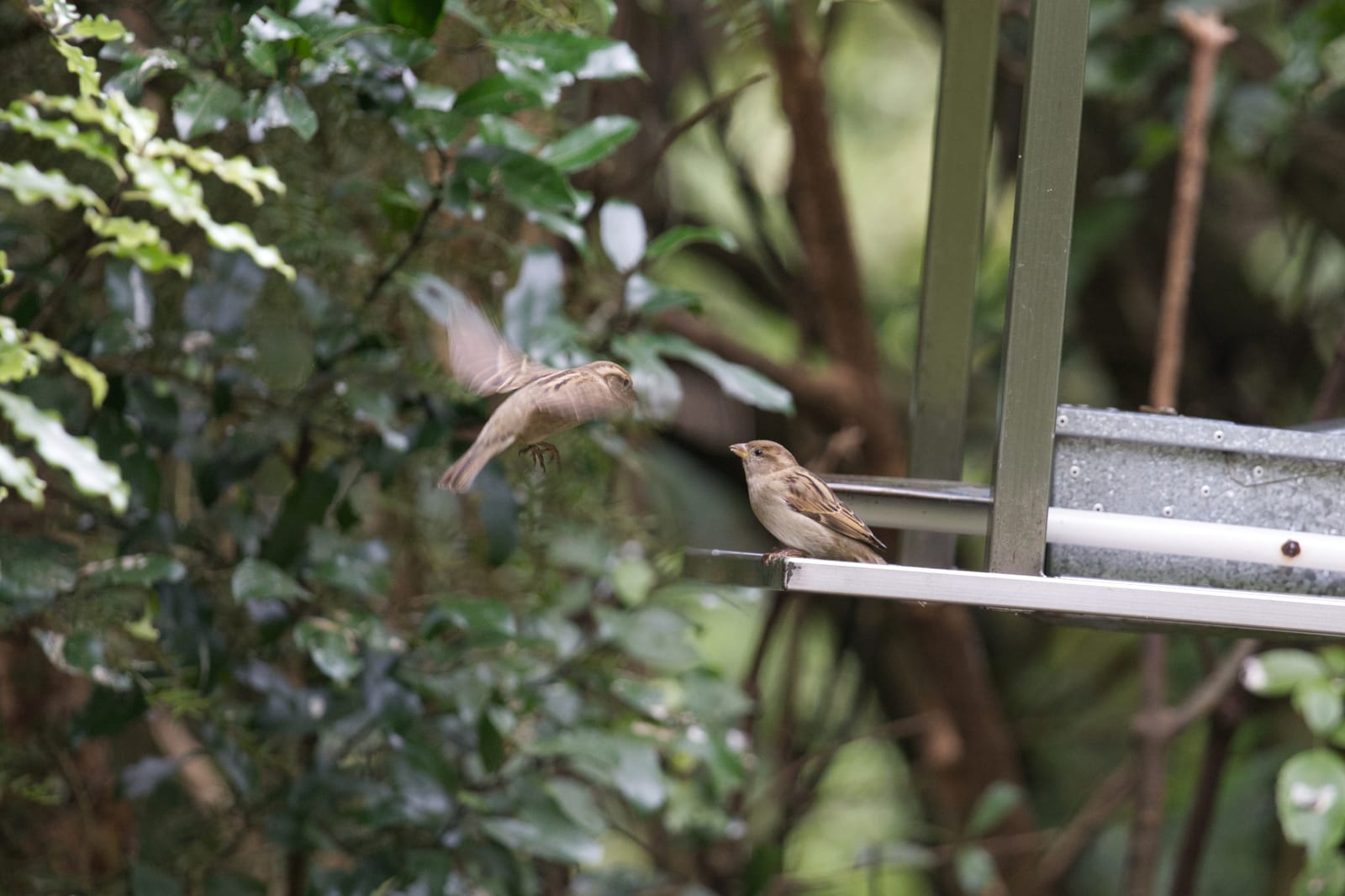 Zealandia, New Zealand